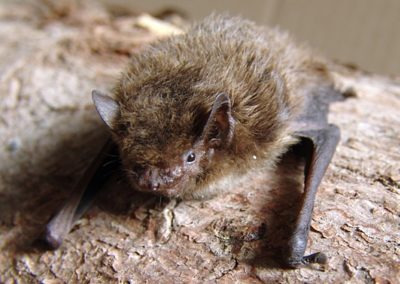 Rauhautfledermaus (Pipistrellus nathusii)