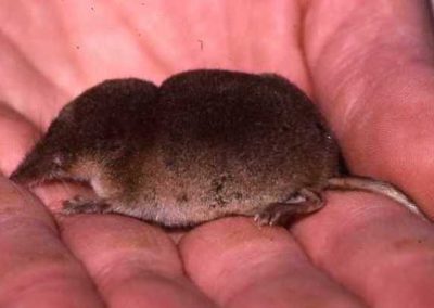 Schabrackenspitzmaus (Sorex coronatus)