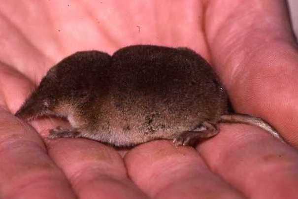 Schabrackenspitzmaus (Sorex coronatus)