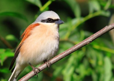 Neuntöter (Lanius collurio)