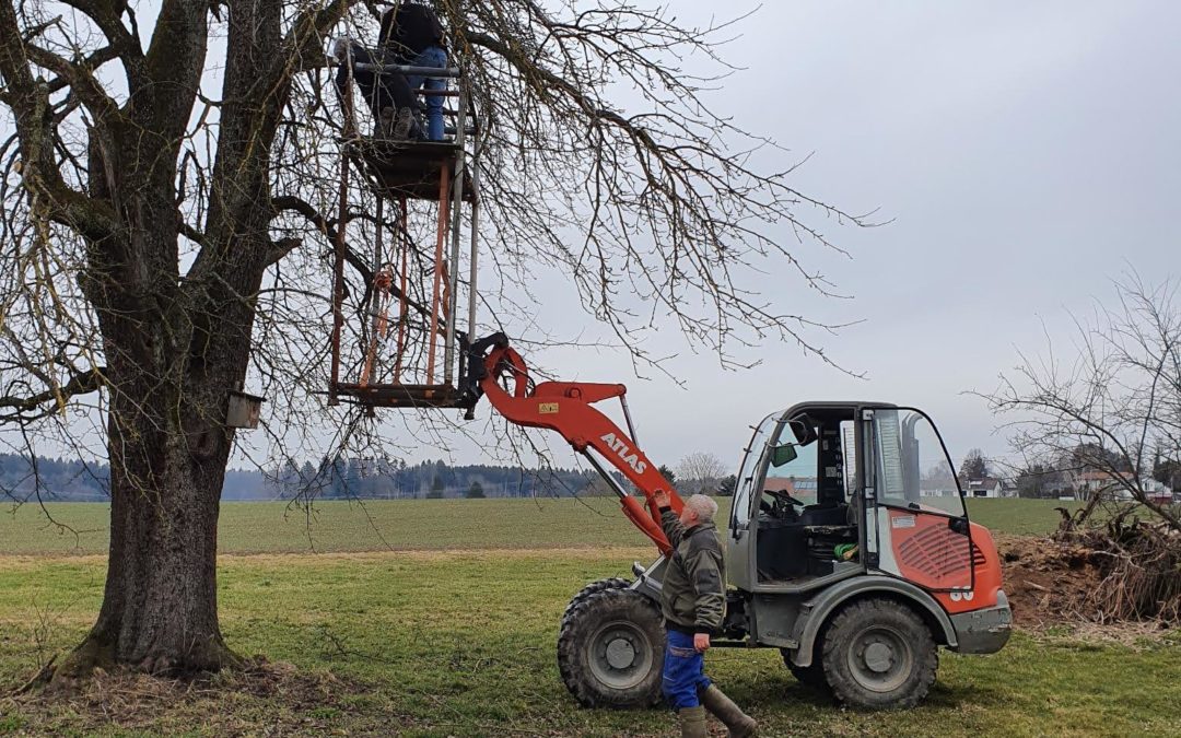 Turmfalken und Kauzkasten